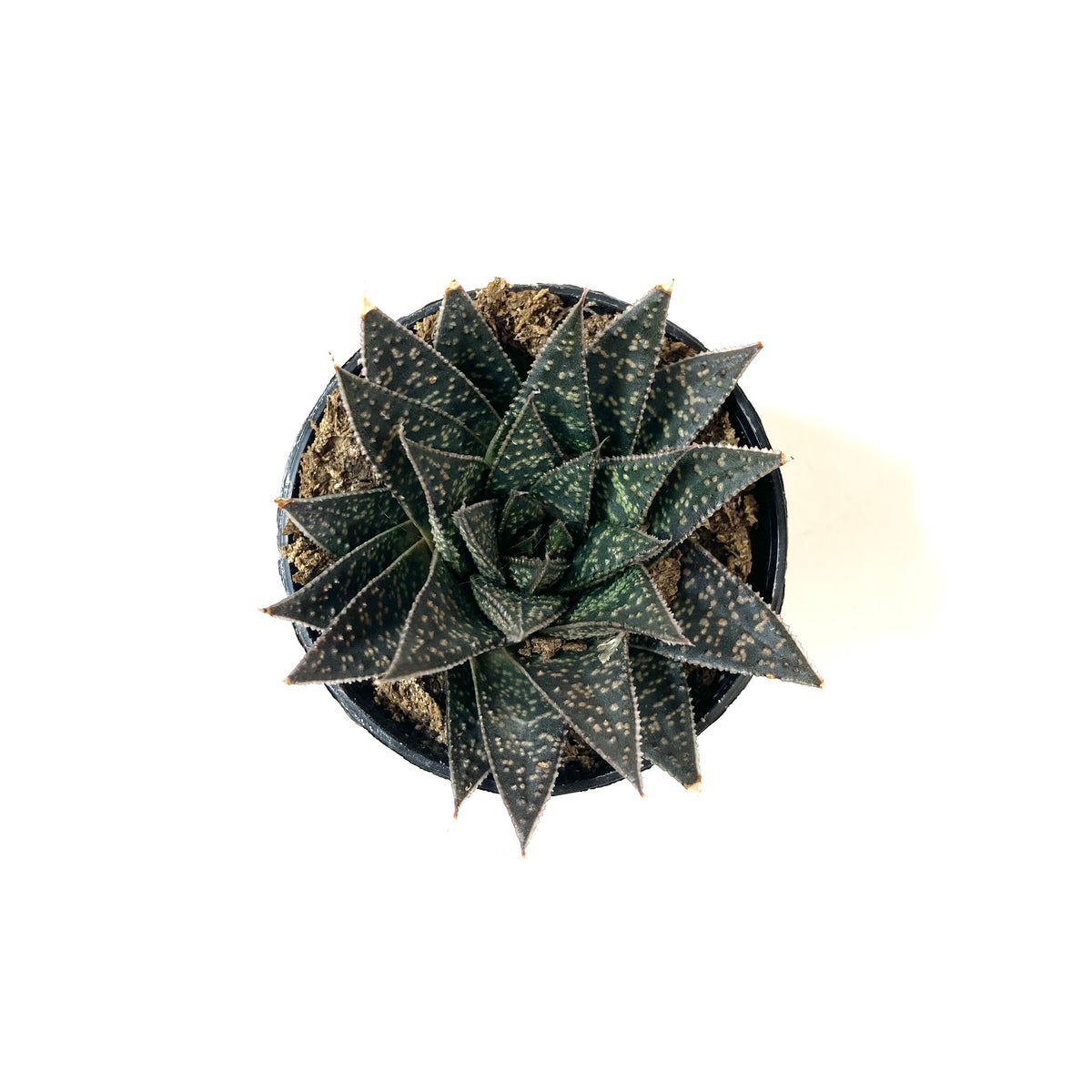 Succulent, 2in, Gasteria Flow - Floral Acres Greenhouse & Garden Centre