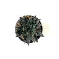 Succulent, 2in, Gasteria Flow - Floral Acres Greenhouse & Garden Centre