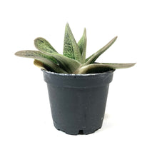 Load image into Gallery viewer, Succulent, 2in, Gasteria Little Warty - Floral Acres Greenhouse &amp; Garden Centre
