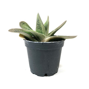 Succulent, 2in, Gasteria Little Warty - Floral Acres Greenhouse & Garden Centre