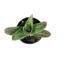 Load image into Gallery viewer, Succulent, 2in, Gasteria Little Warty - Floral Acres Greenhouse &amp; Garden Centre
