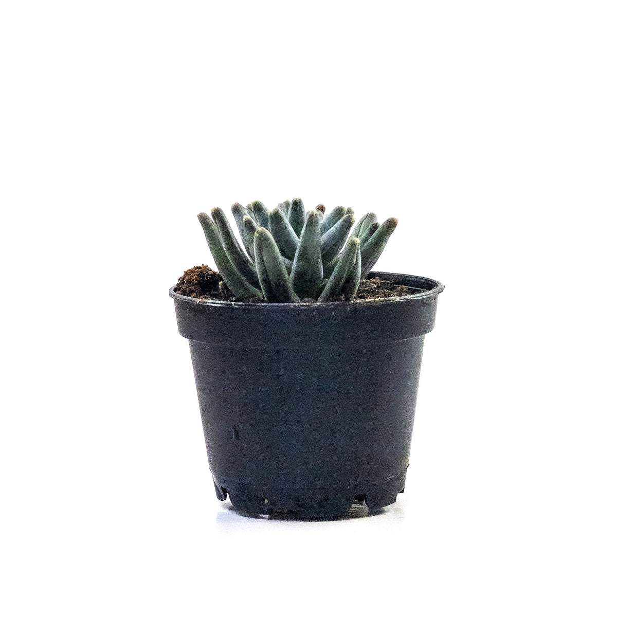 Succulent, 2in, Pachyphytum Compactum - Floral Acres Greenhouse & Garden Centre