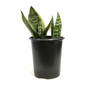 Sansevieria, 6in, Futura Superba