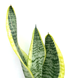 Sansevieria, 6in, Futura Superba