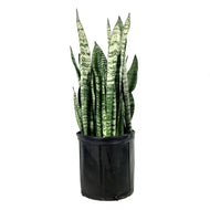 Sansevieria, 10in, Zeylanica