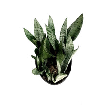 Load image into Gallery viewer, Sansevieria, 10in, Zeylanica
