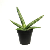 Sansevieria, 4in, Boncel
