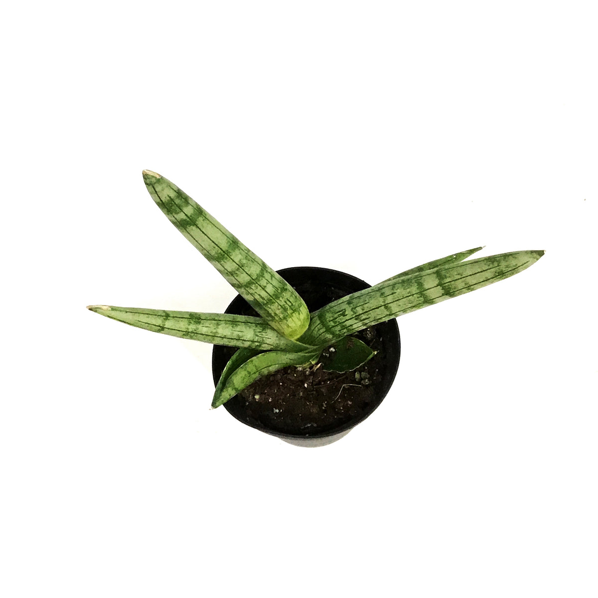 Sansevieria, 4in, Boncel