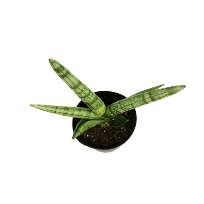 Sansevieria, 4in, Boncel
