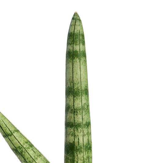 Sansevieria, 4in, Boncel