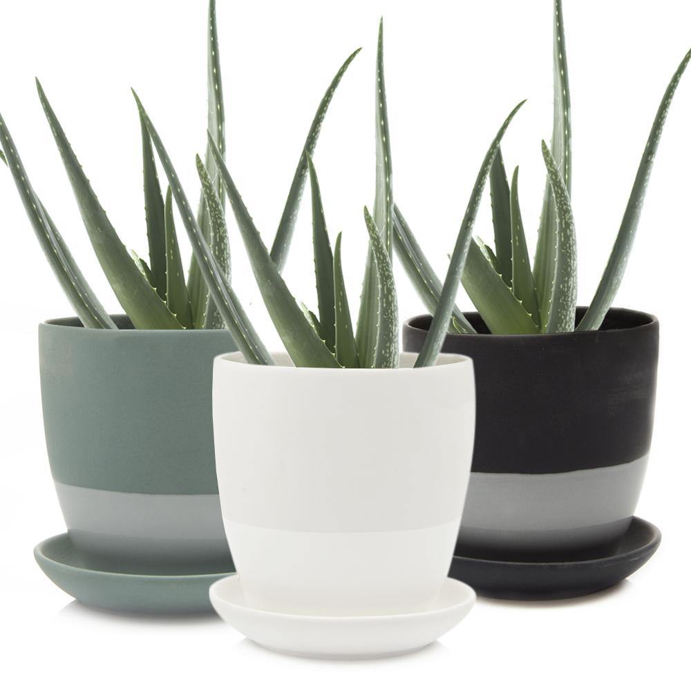 Pot & Saucer, 'Big Dyad', 6in - Floral Acres Greenhouse & Garden Centre