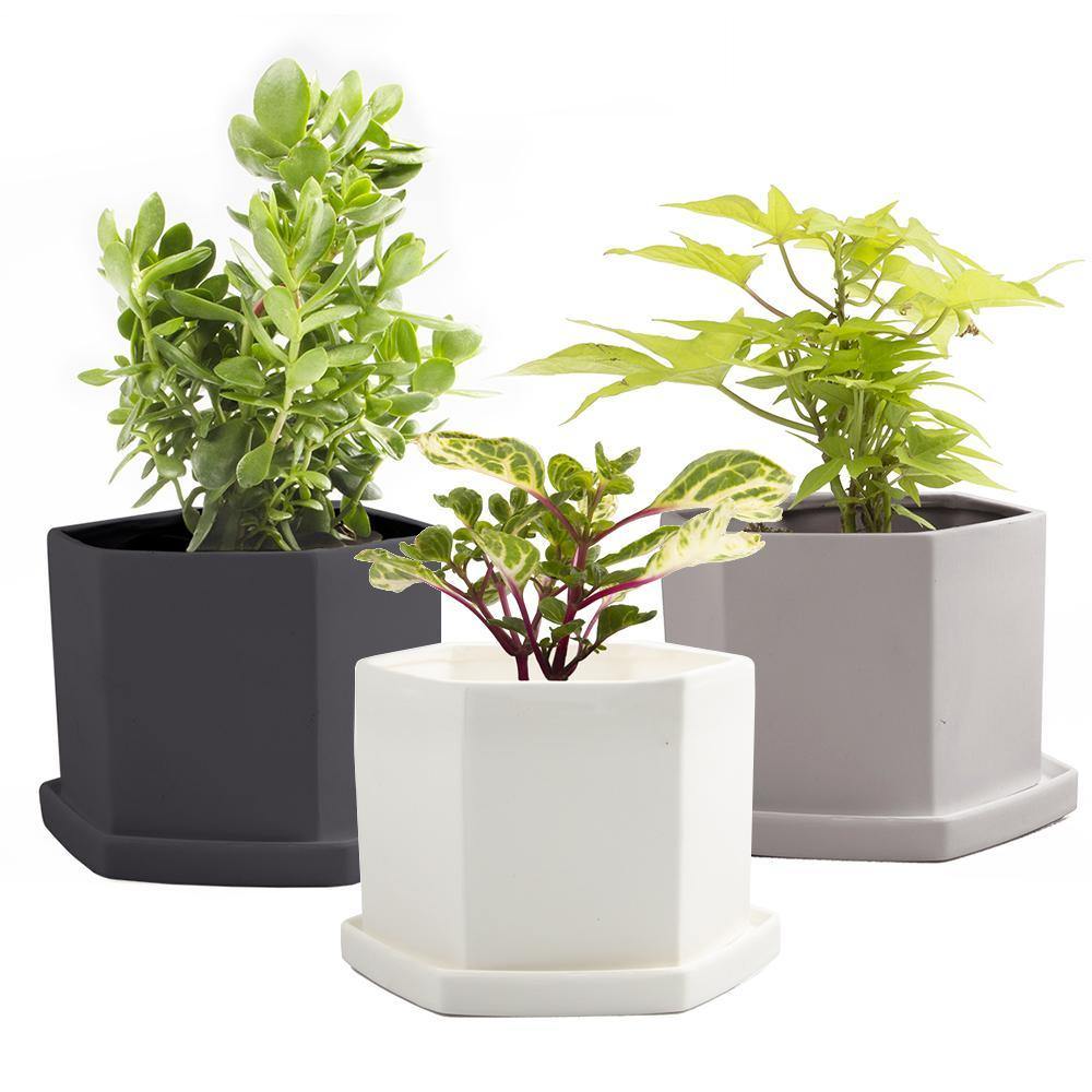 Pot & Saucer, 'Big Hexi', 4in - Floral Acres Greenhouse & Garden Centre