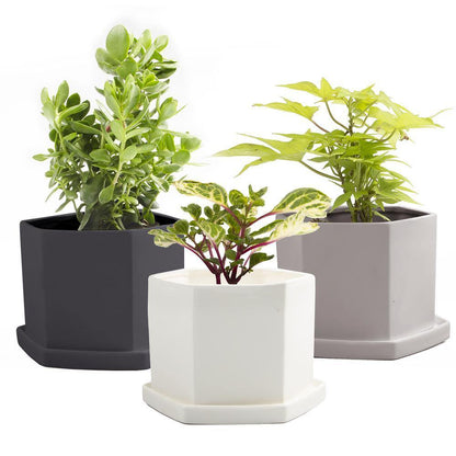 Pot & Saucer, 'Big Hexi', 4in - Floral Acres Greenhouse & Garden Centre