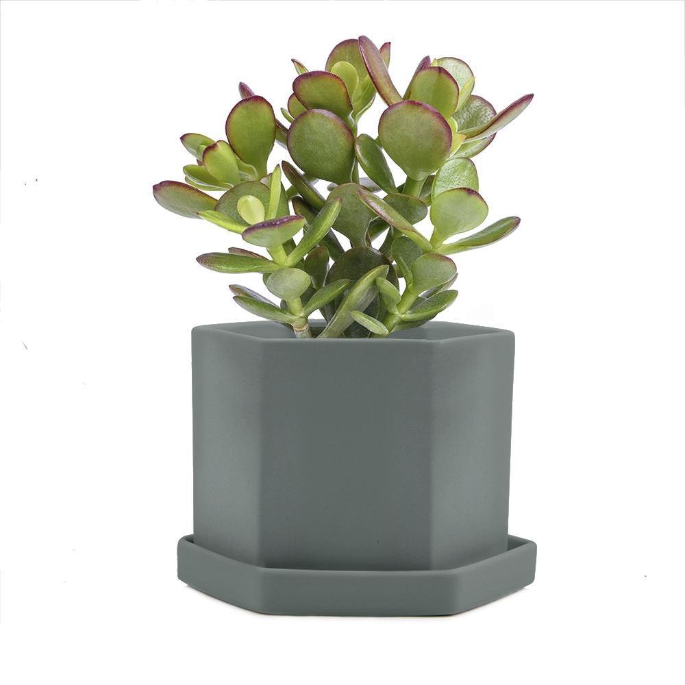 Pot & Saucer, 'Big Hexi', 4in - Floral Acres Greenhouse & Garden Centre