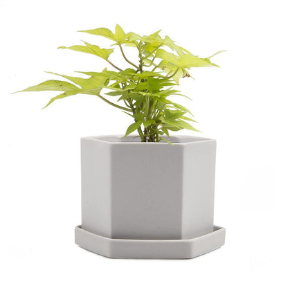 Pot & Saucer, 'Big Hexi', 4in - Floral Acres Greenhouse & Garden Centre