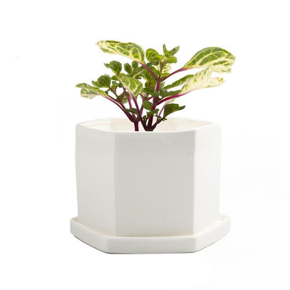 Pot & Saucer, 4in, Big Hexi