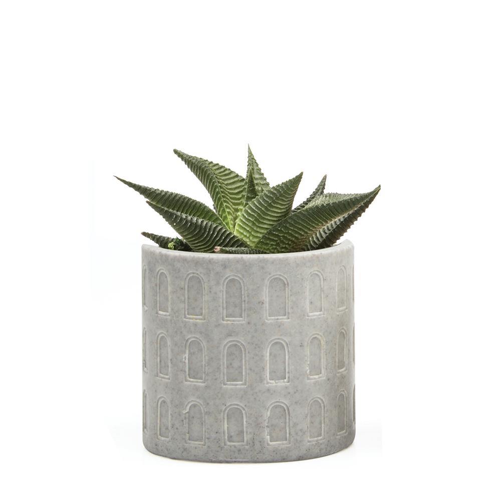 Stagma Pot, 3in, Grey Window - Floral Acres Greenhouse & Garden Centre