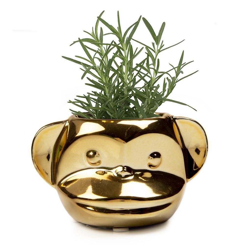 Funky Monkey Pot, 2.5in, Gold - Floral Acres Greenhouse & Garden Centre