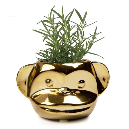 Funky Monkey Pot, 2.5in, Gold - Floral Acres Greenhouse & Garden Centre