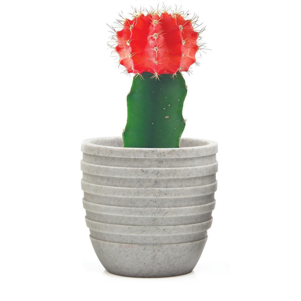 Stagma Pot, 3in, Grey Lines - Floral Acres Greenhouse & Garden Centre