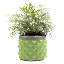 Load image into Gallery viewer, Pina Pot, 3in, Asst. - Floral Acres Greenhouse &amp; Garden Centre
