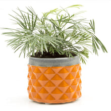 Load image into Gallery viewer, Pina Pot, 3in, Asst. - Floral Acres Greenhouse &amp; Garden Centre
