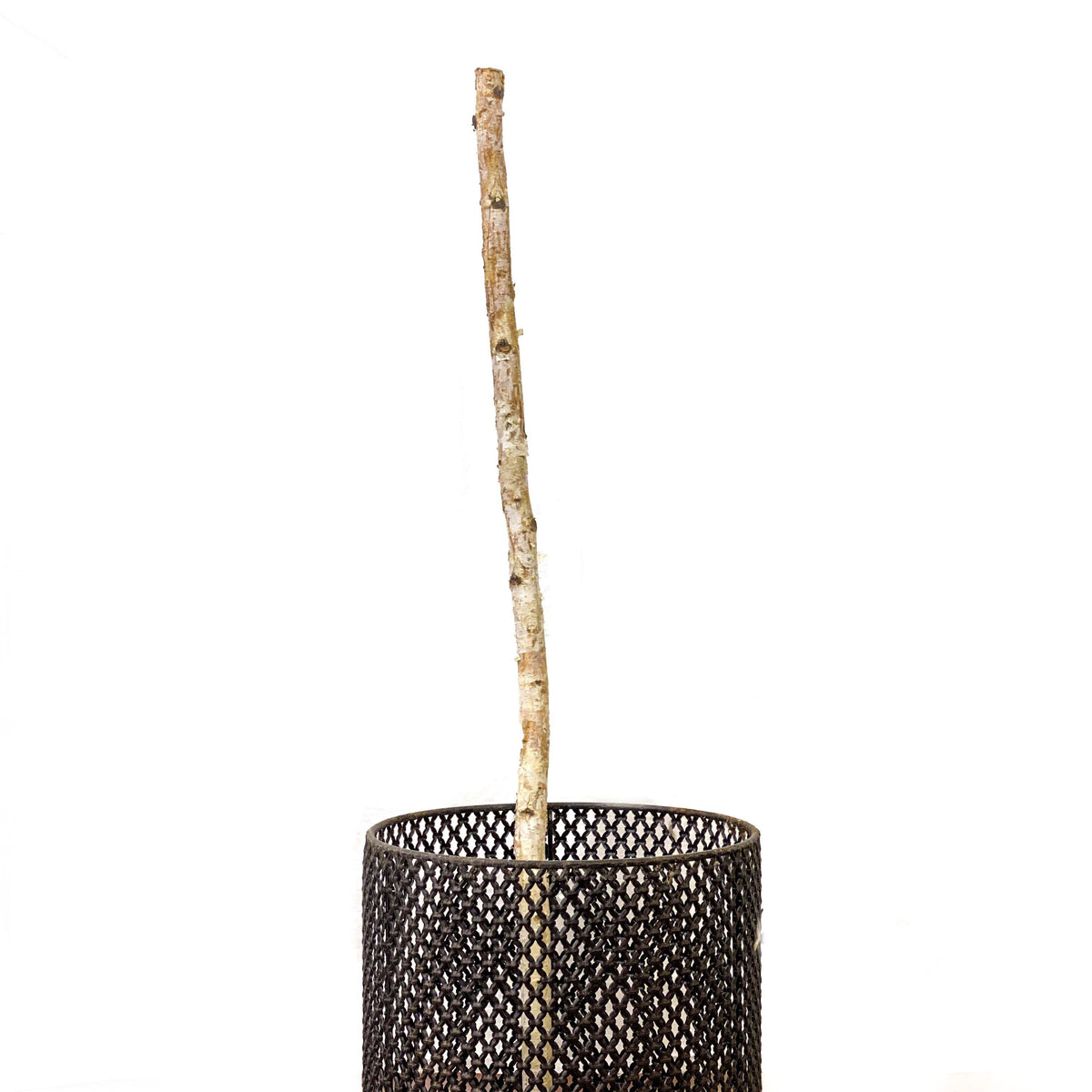 White Paper Birch Poles, 4ft, Fall Stems - Floral Acres Greenhouse & Garden Centre