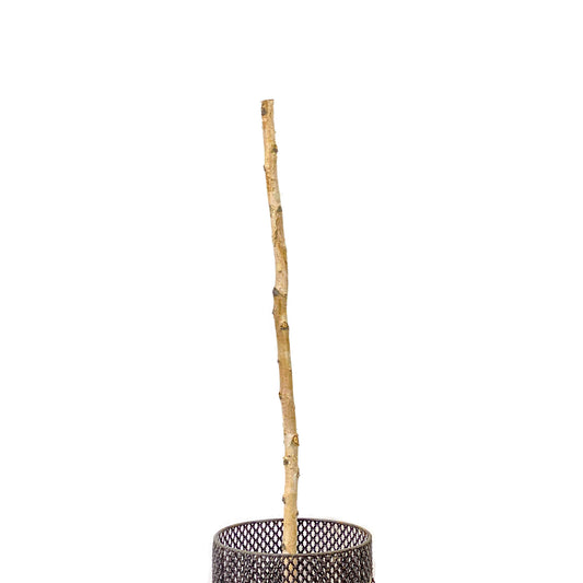 White Paper Birch Poles, 5ft, Fall Stems - Floral Acres Greenhouse & Garden Centre