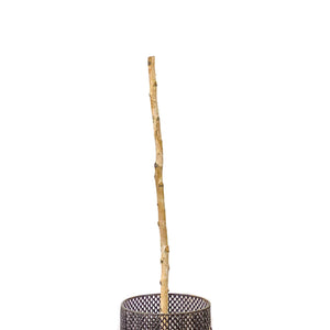 White Paper Birch Poles, 5ft, Fall Stems - Floral Acres Greenhouse & Garden Centre