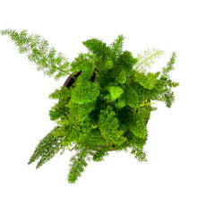 Load image into Gallery viewer, Fern, 11.5&quot;, Foxtail - Floral Acres Greenhouse &amp; Garden Centre
