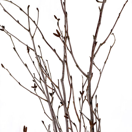 Stems, Red Willow Bunch, 3ft - Floral Acres Greenhouse & Garden Centre