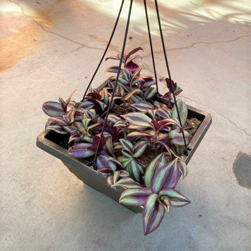 Tradescantia, 12in, Hanging Basket - Floral Acres Greenhouse & Garden Centre