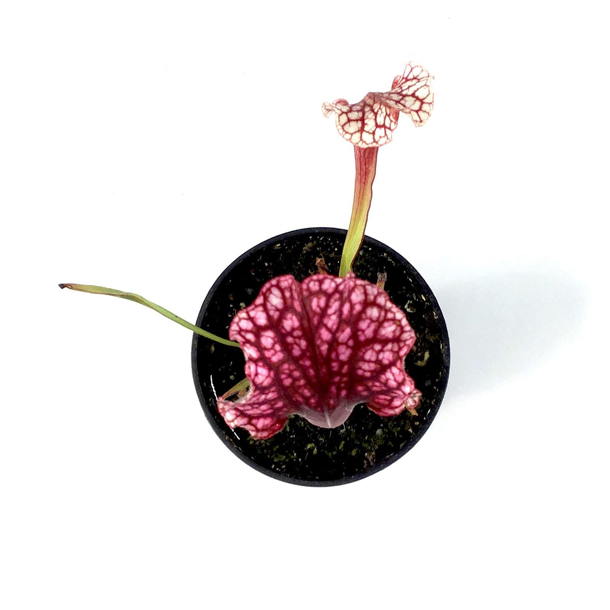 Sarracenia, 3.5in, Judith Hindle