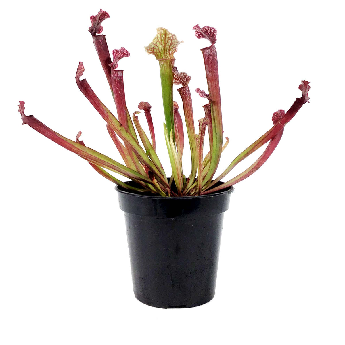 Sarracenia, 3.5in, Judith Hindle