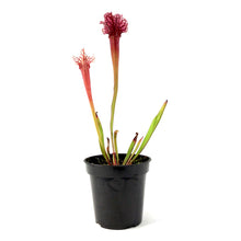Load image into Gallery viewer, Sarracenia, 3.5in, Judith Hindle

