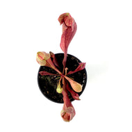 Sarracenia, 3.5in, Purpurea Venosa Red