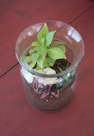 DIY Terrarium Kit incl. Vase, Moss, Soil, Stones - Floral Acres Greenhouse & Garden Centre