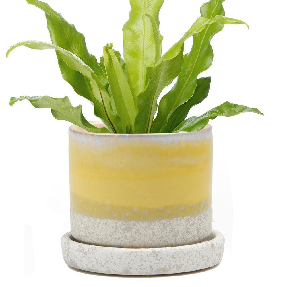 Pot & Saucer, 'Big Minute' 1 Series - Floral Acres Greenhouse & Garden Centre