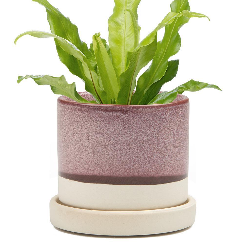 Pot & Saucer, 'Big Minute' 1 Series - Floral Acres Greenhouse & Garden Centre
