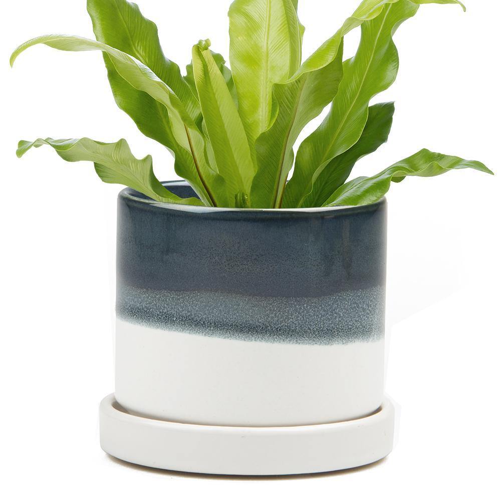 Pot & Saucer, 'Big Minute' 1 Series - Floral Acres Greenhouse & Garden Centre