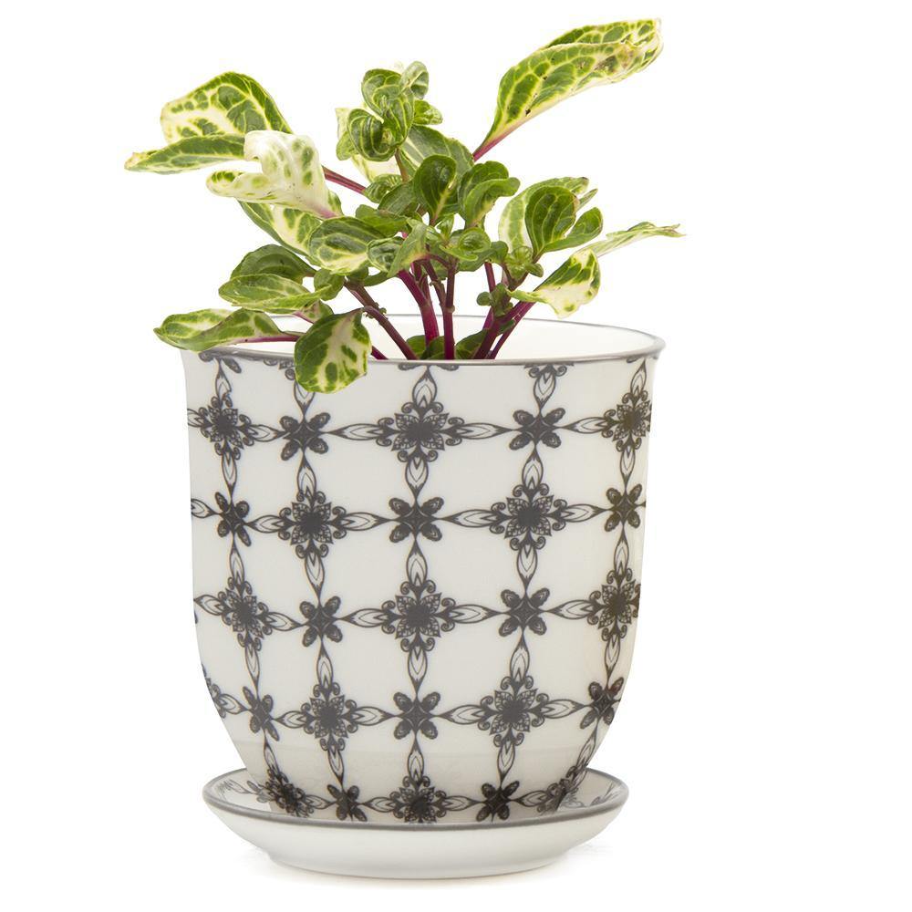 Pot & Saucer, 'Big Liberte' 3 Series - Floral Acres Greenhouse & Garden Centre