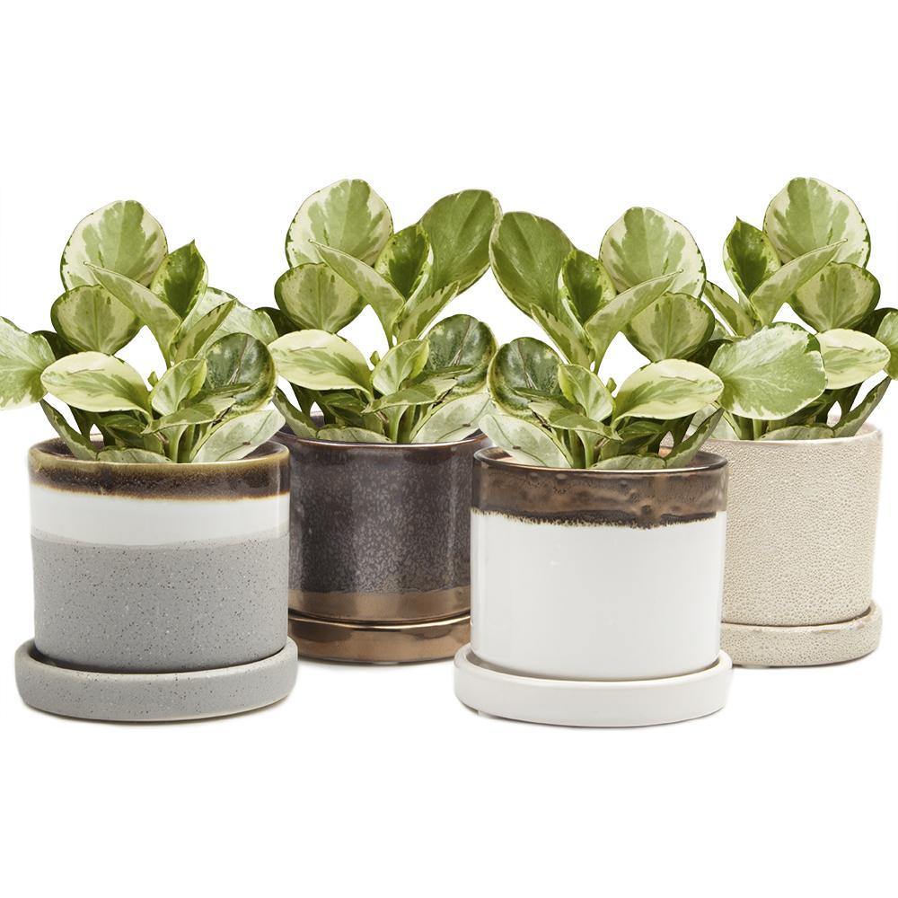 Pot & Saucer, 'Big Minute' 2 Series - Floral Acres Greenhouse & Garden Centre