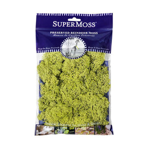 Reindeer Moss, Chartreuse, Preserved - Floral Acres Greenhouse & Garden Centre