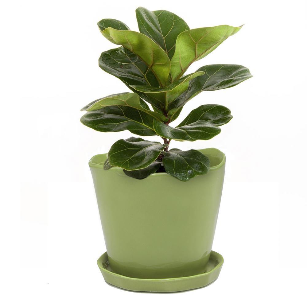 Pot & Saucer, 'Mofo Tika' 2, Large - Floral Acres Greenhouse & Garden Centre