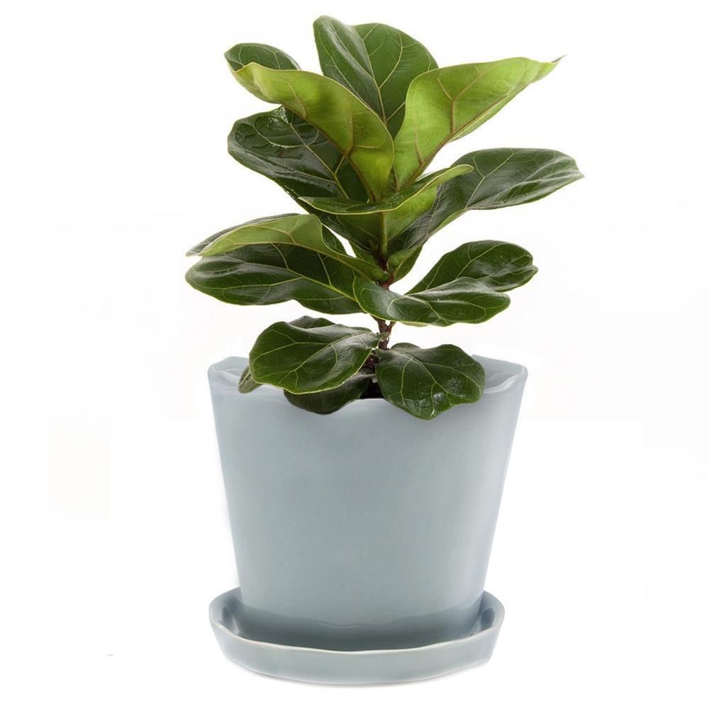 Pot & Saucer, 'Mofo Tika' 2, Large - Floral Acres Greenhouse & Garden Centre