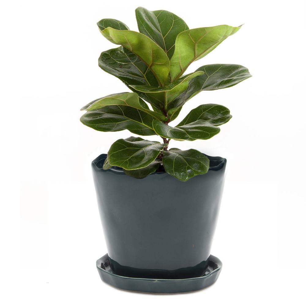 Pot & Saucer, 'Mofo Tika' 2, Large - Floral Acres Greenhouse & Garden Centre