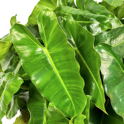 Philodendron, 12in, Burle Marx - Floral Acres Greenhouse & Garden Centre