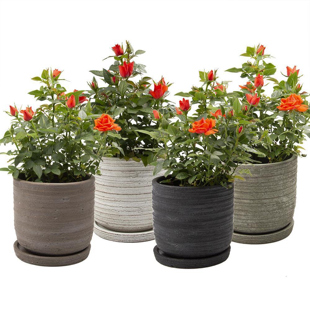 Pot & Saucer, 'Big Paul' - Floral Acres Greenhouse & Garden Centre