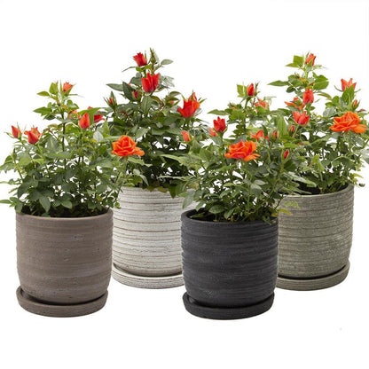 Pot & Saucer, 'Big Paul' - Floral Acres Greenhouse & Garden Centre