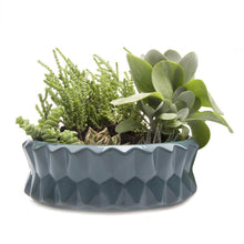 Load image into Gallery viewer, Planter, Big Fang Dish - Floral Acres Greenhouse &amp; Garden Centre
